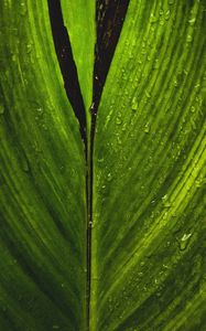 Preview wallpaper macro, leaf, green, stripes