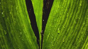 Preview wallpaper macro, leaf, green, stripes