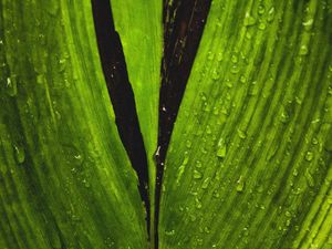 Preview wallpaper macro, leaf, green, stripes