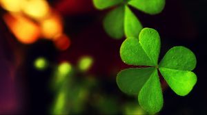 Preview wallpaper macro, leaf, green, clover