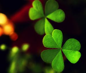 Preview wallpaper macro, leaf, green, clover