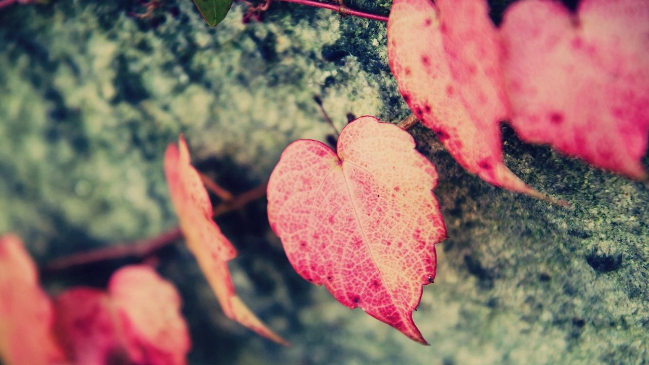 Wallpaper macro, leaf, leaves, heart, shape, pink