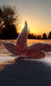 Preview wallpaper macro, leaf, light, frost, sky, snow, evening