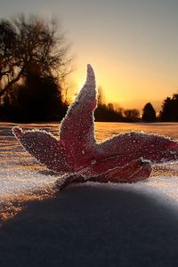 Preview wallpaper macro, leaf, light, frost, sky, snow, evening