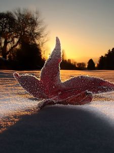 Preview wallpaper macro, leaf, light, frost, sky, snow, evening