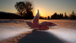 Preview wallpaper macro, leaf, light, frost, sky, snow, evening