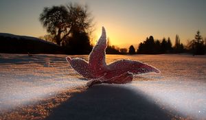 Preview wallpaper macro, leaf, light, frost, sky, snow, evening