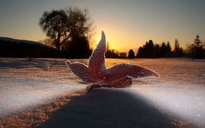 Preview wallpaper macro, leaf, light, frost, sky, snow, evening