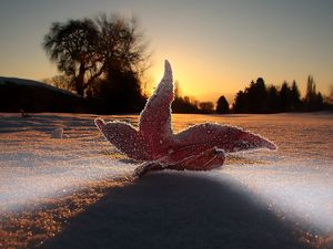 Preview wallpaper macro, leaf, light, frost, sky, snow, evening