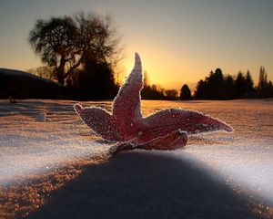 Preview wallpaper macro, leaf, light, frost, sky, snow, evening