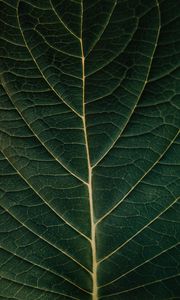 Preview wallpaper macro, leaf, veins, plant