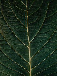 Preview wallpaper macro, leaf, veins, plant
