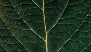 Preview wallpaper macro, leaf, veins, plant