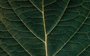 Preview wallpaper macro, leaf, veins, plant