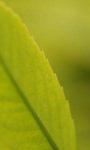 Preview wallpaper macro, leaf, veins, plant, green