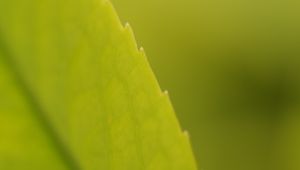 Preview wallpaper macro, leaf, veins, plant, green