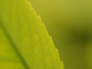 Preview wallpaper macro, leaf, veins, plant, green