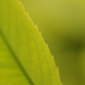 Preview wallpaper macro, leaf, veins, plant, green