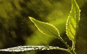 Preview wallpaper macro, leaves, drops, plant