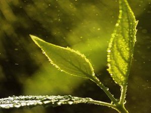 Preview wallpaper macro, leaves, drops, plant