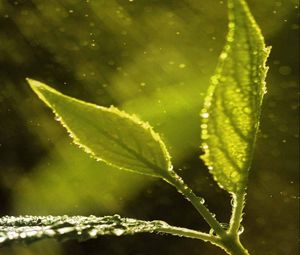 Preview wallpaper macro, leaves, drops, plant