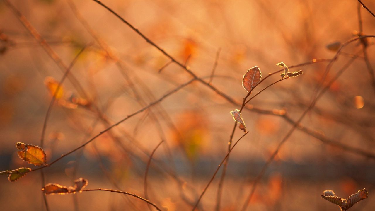 Wallpaper macro, morning, light, heat, autumn, branches, foliage