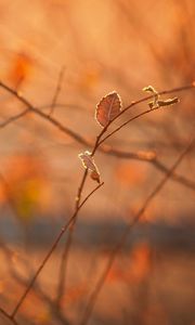 Preview wallpaper macro, morning, light, heat, autumn, branches, foliage