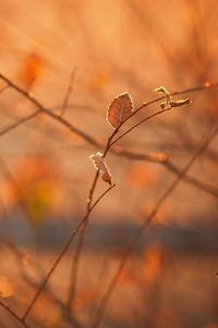 Preview wallpaper macro, morning, light, heat, autumn, branches, foliage