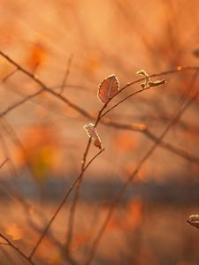 Preview wallpaper macro, morning, light, heat, autumn, branches, foliage