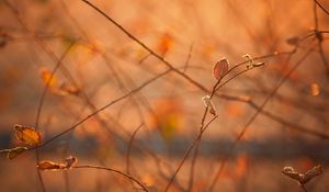 Preview wallpaper macro, morning, light, heat, autumn, branches, foliage