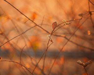 Preview wallpaper macro, morning, light, heat, autumn, branches, foliage