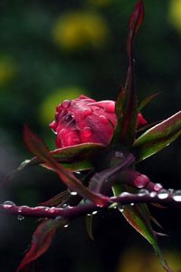 Preview wallpaper macro, nature, drops, rose, plants, flowers