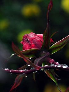 Preview wallpaper macro, nature, drops, rose, plants, flowers