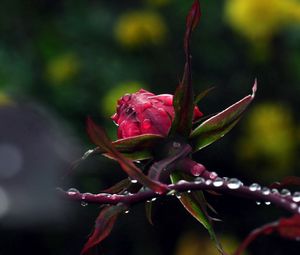 Preview wallpaper macro, nature, drops, rose, plants, flowers