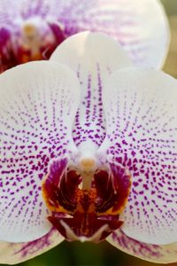 Preview wallpaper macro, orchid, phalaenopsis, white, spotted, branch
