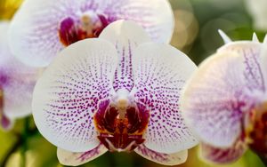 Preview wallpaper macro, orchid, phalaenopsis, white, spotted, branch