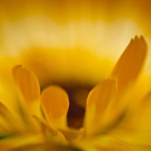 Preview wallpaper macro, petals, flower, yellow