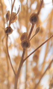 Preview wallpaper macro, plant, light, branch