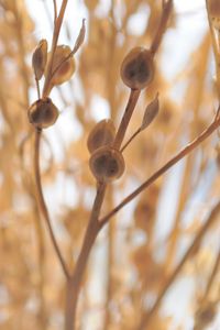 Preview wallpaper macro, plant, light, branch