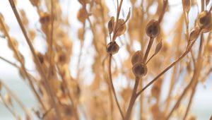 Preview wallpaper macro, plant, light, branch