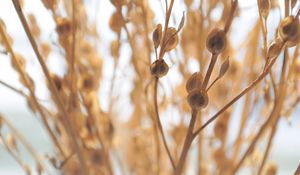 Preview wallpaper macro, plant, light, branch