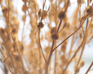 Preview wallpaper macro, plant, light, branch