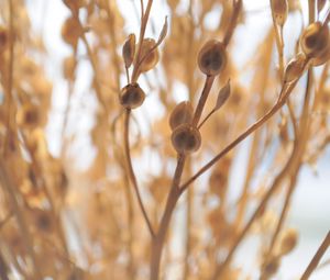 Preview wallpaper macro, plant, light, branch