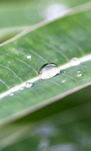 Preview wallpaper macro, plant, nature, green, leaves, drops, dew