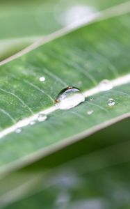 Preview wallpaper macro, plant, nature, green, leaves, drops, dew