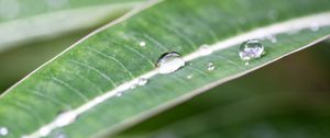 Preview wallpaper macro, plant, nature, green, leaves, drops, dew