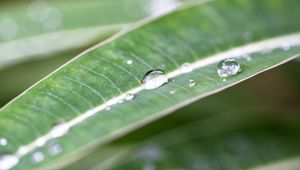 Preview wallpaper macro, plant, nature, green, leaves, drops, dew