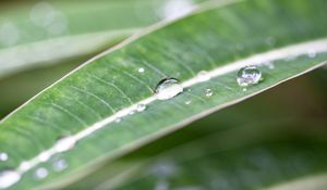 Preview wallpaper macro, plant, nature, green, leaves, drops, dew