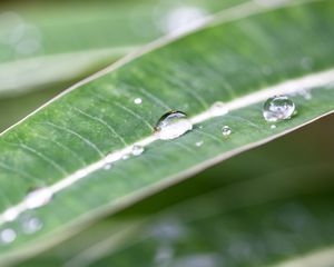 Preview wallpaper macro, plant, nature, green, leaves, drops, dew