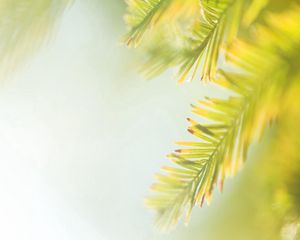 Preview wallpaper macro, plants, branches, leaves, carved, light